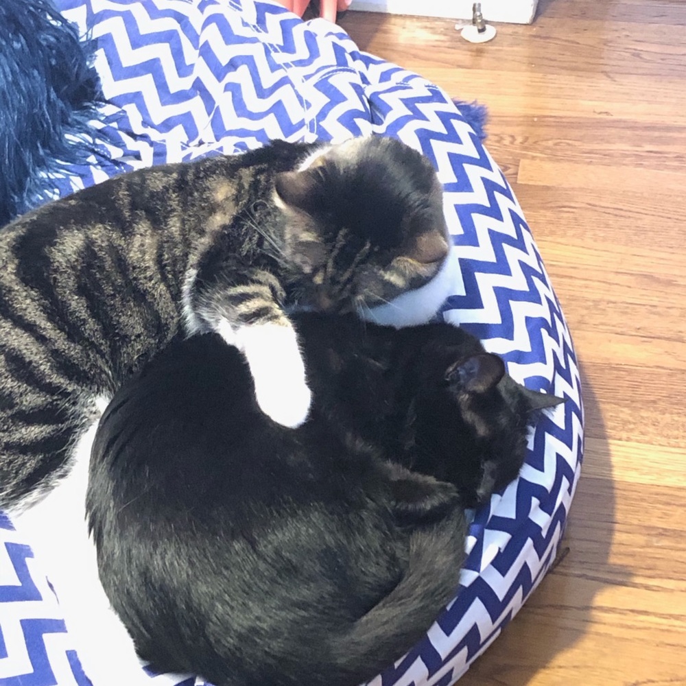 Meet your Posher, Mikaela